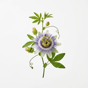 Extracto de Pasiflora